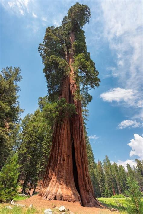 Sequoia Sequoia Sempervirens Br