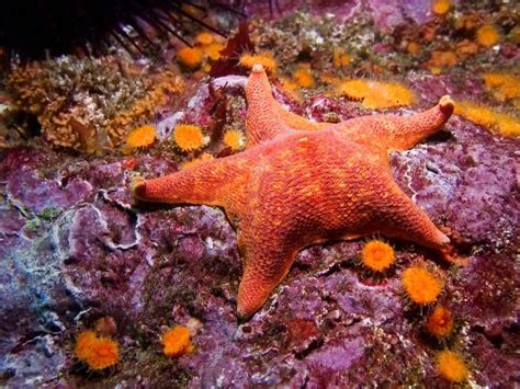 19 Bizarre And Beautiful Starfish Species