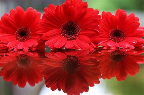 Gerberas Reflection Red Gerberas Flower Flowers Nature Hd