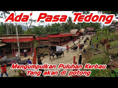 Adat Ma Pasa Tedong Rambu Solo Pemakaman Di Tongkonan Bamba To Padatindo Paniki Buntao