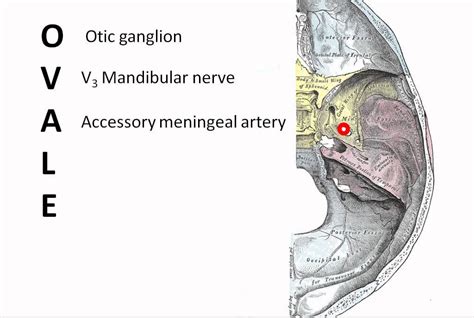 Contents Of The Foramen Ovale Youtube