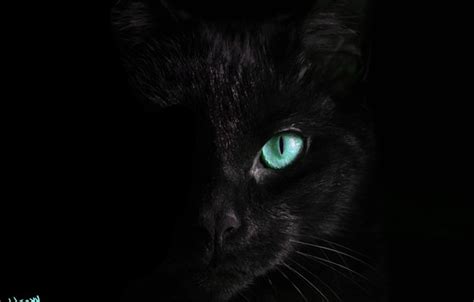Wallpaper Cat Black Turquoise Eyes Images For Desktop Section арт