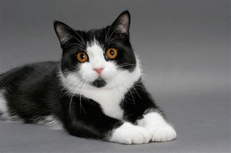 Check spelling or type a new query. Manx Cat Breed Information - Cat Breeds at ThePetOwners