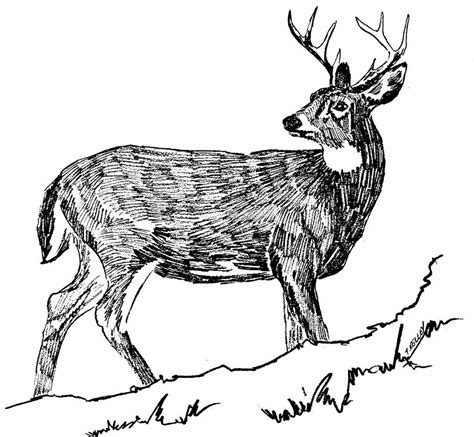 Drawing White Tailed Deer Odocoileus Virginianus 흰꼬리사슴