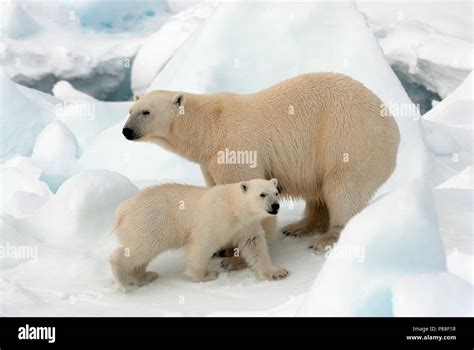 Ijsbeer Met Jong Polar Bear With Cub Stock Photo Alamy