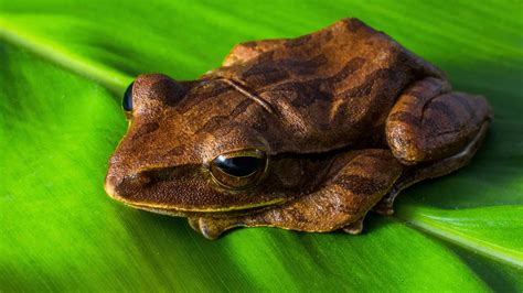 Even More Amphibians Are Endangered Than We Thought • Tuos