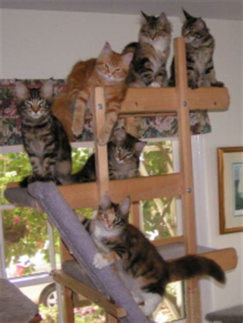 See more of maine coon cats of bloomingtree.de on facebook. Care and Feeding of Windwalker Maine Coon cats and kittens