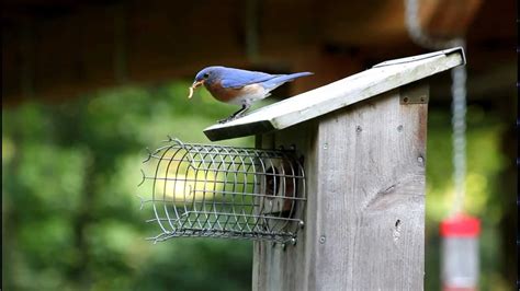 Eastern Bluebirds Feeding Young And Cleaning Nest Youtube