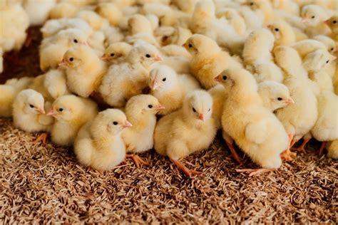 Starting A Flock With Baby Chicks Ecofarming Daily