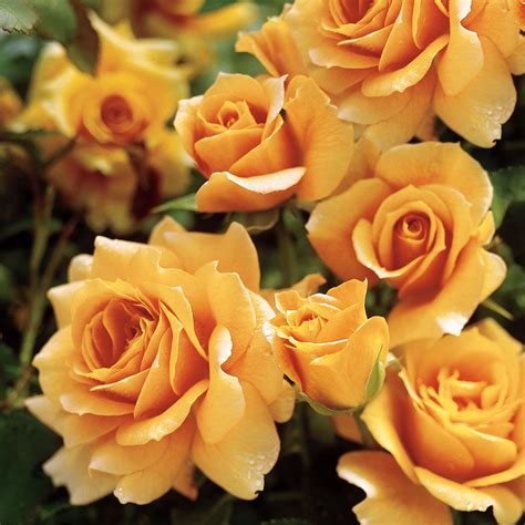 4.7 out of 5 stars 36. Honey Perfume 24-inch Patio Tree Rose