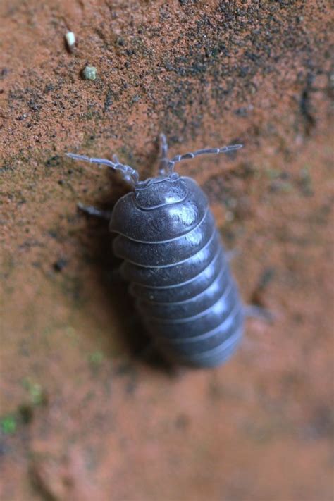 Caring For Roly Polies Pill Bugs Thriftyfun