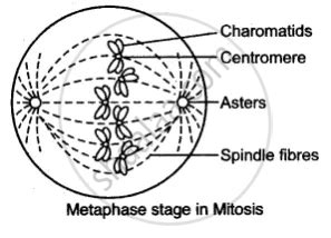 These four daughter cells only. (I) Draw a Neat Labeled Diagram to Show the Metaphase ...
