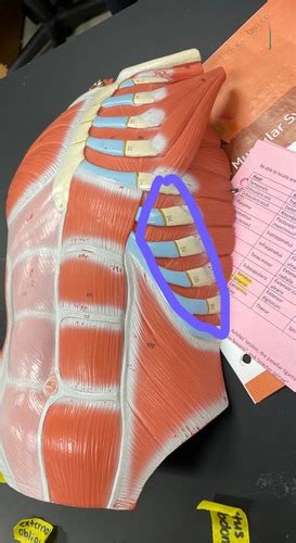 Muscle Lab Pictures Flashcards Quizlet