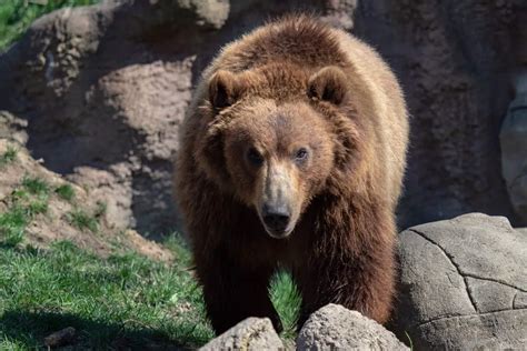 10 Amazing Kamchatka Brown Bear Facts Our Planet