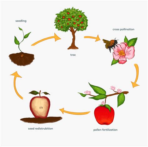 Lifecycle Life Cycle Of A Plant Free Transparent Clipart Clipartkey