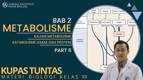 Bab 2 Metabolisme Kelas 12 Katabolisme Lemak Dan Protein Part 6 Youtube