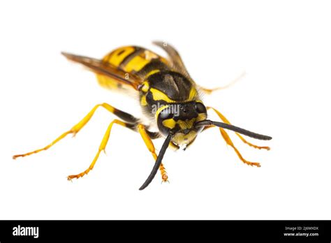 Insects Of Europe Wasps Macro Of Vespula Germanica German Wasp