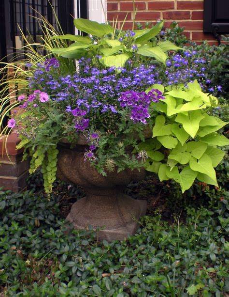 Purple And Chartreuse Container Garden Designed By Mary Kirk Menefee