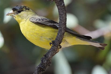 15 Best Birds To Watch For In Colorado