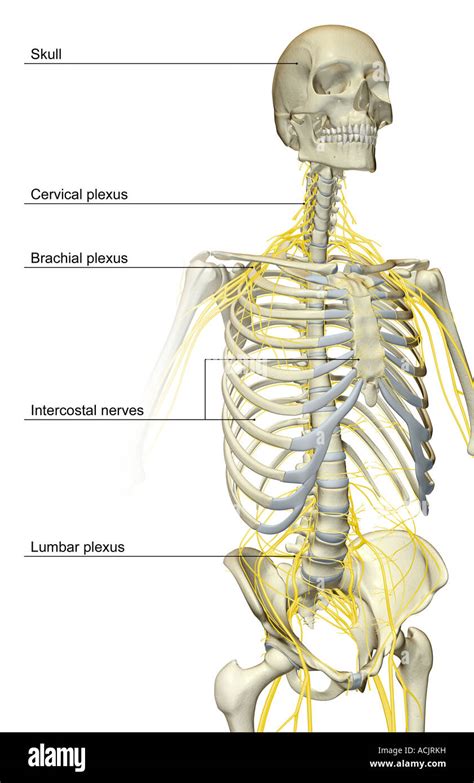 The Nerve Supply Of The Upper Body Stock Photo Alamy