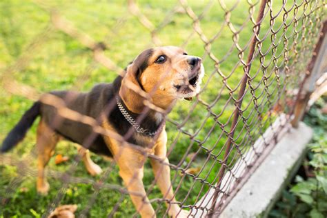 How To Build A Fence For Dogs Builders Villa
