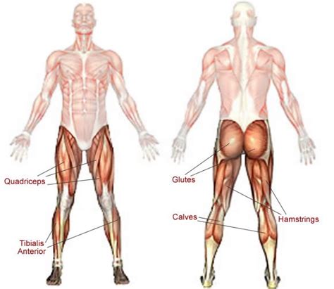 The hand incorporates countless muscles, bones, tendons and ligaments into simple motion and this chart covers them all. Fitness 101 - Jump Training | Harder. Better. Faster ...