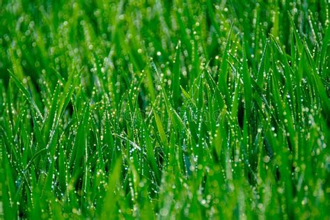 Dew Drops On A Green Grass Stock Photo Image Of Close 9530436