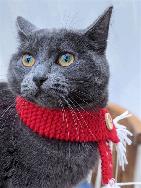 Handknitted Tassel Cat Scarf Etsy