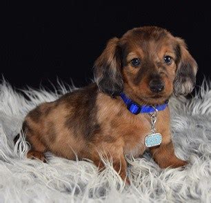 Available standard dachshund for sale: Dachshund Puppies for Sale in PA | Dachshund Puppy Adoptions
