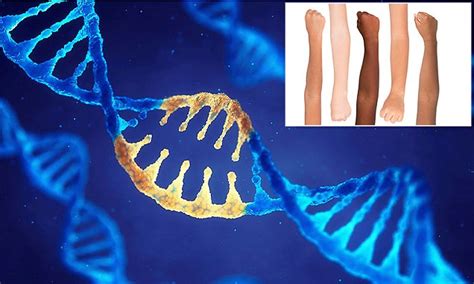 Scientists Pinpoint Genes For Varying Skin Colours Daily Mail Online