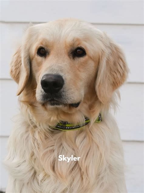 Miniature goldendoodles could be the poster pup of the perfect family pet. North Star Golden Retrievers » Trained Puppies
