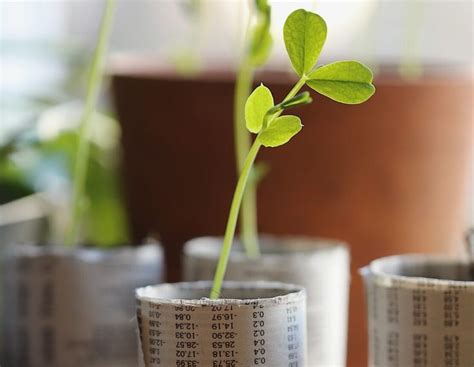 How To Make Newspaper Seedling Pots For Your Garden This Year In 2023