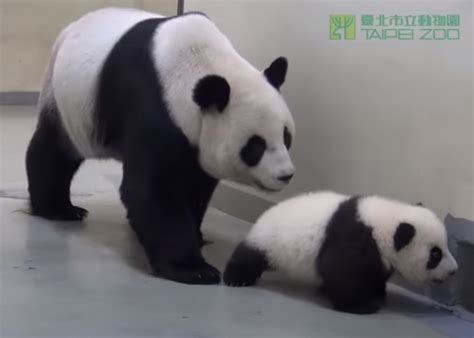 Baby Panda Tries To Run Away From Naptime Amazingpandph