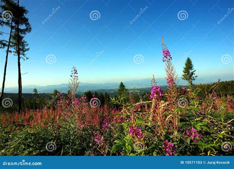 Pink Flower In Foreground Stock Image Image Of Tree 10571103