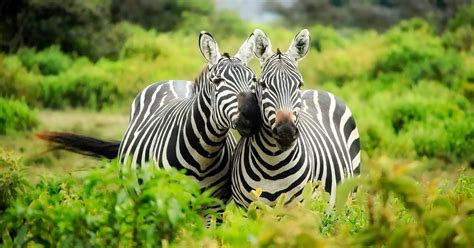 Find famous film titles, phrases and more! Animals Missing 5-Letter Words Quiz