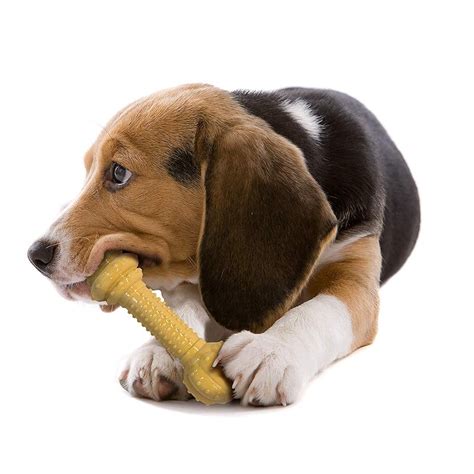 The 3 Best Dog Bones For Aggressive Chewers