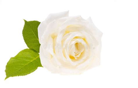 White Rose Flower Isolated Stock Photo Image Of Leaf 221401166