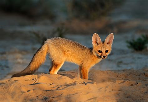 Cape Fox Vulpes Chama