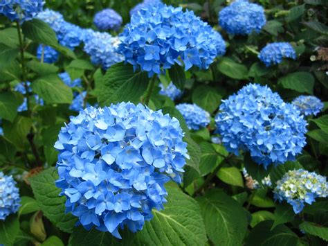 Get the latest in patio & garden items. Hydrangea 'Endless Summer' | Beautiful blue Hydrangea ...