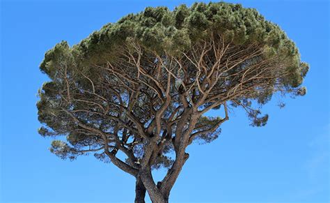 Pin Parasol Pinus Pinea Ou Pin Pignon Plantation Culture Entretien