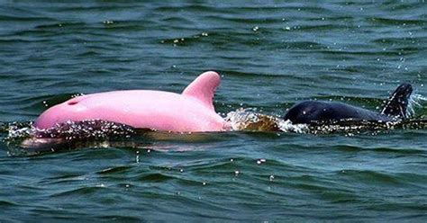 Pink Bottlenose Dolphin Photographed The Fact Site