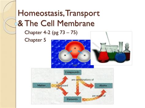 Homeostasis Transport And The Cell Membrane