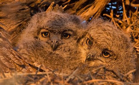 Spotted Eagle Owl Chicks By Hendri Venter On 500px Owl Owl Photos