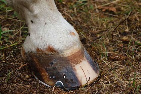 Navicular In Horses Complete Horse Guide