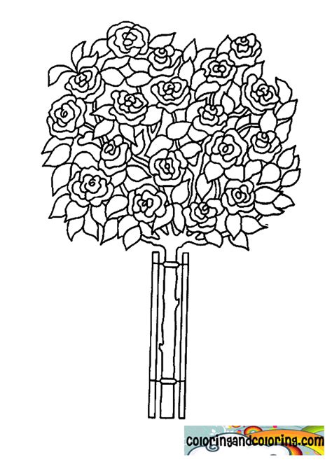 Rose Bush Coloring Page Coloring Pages