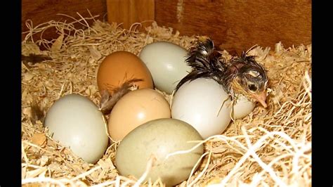 You should place several in the nest and leave them for an extended period. General Rules for Hatching Chicken Eggs - YouTube