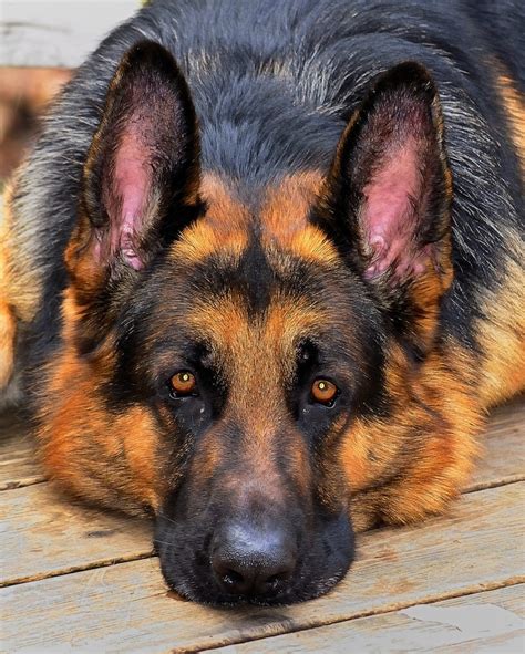 Here Are 10 Facts German Shepherd Lovers Must Always Remember The Last