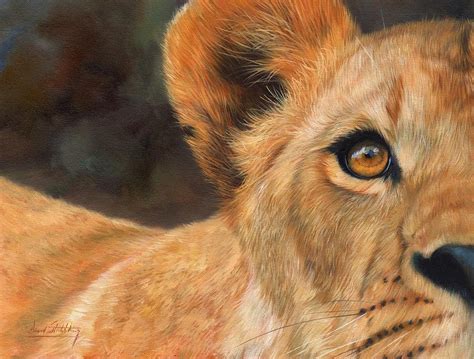 Lioness Painting By David Stribbling Fine Art America