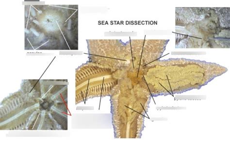 Sea Star Dissection Diagram Quizlet