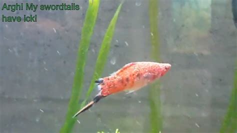 Oh No My Beautiful Swordtails Have Ich Nasty Parasitic Disease Of
